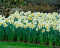Narcissus 'Ice Follies' 14 Narcissus 'Ice Follies' -Flowers Sales Store narcissus ice follies 5