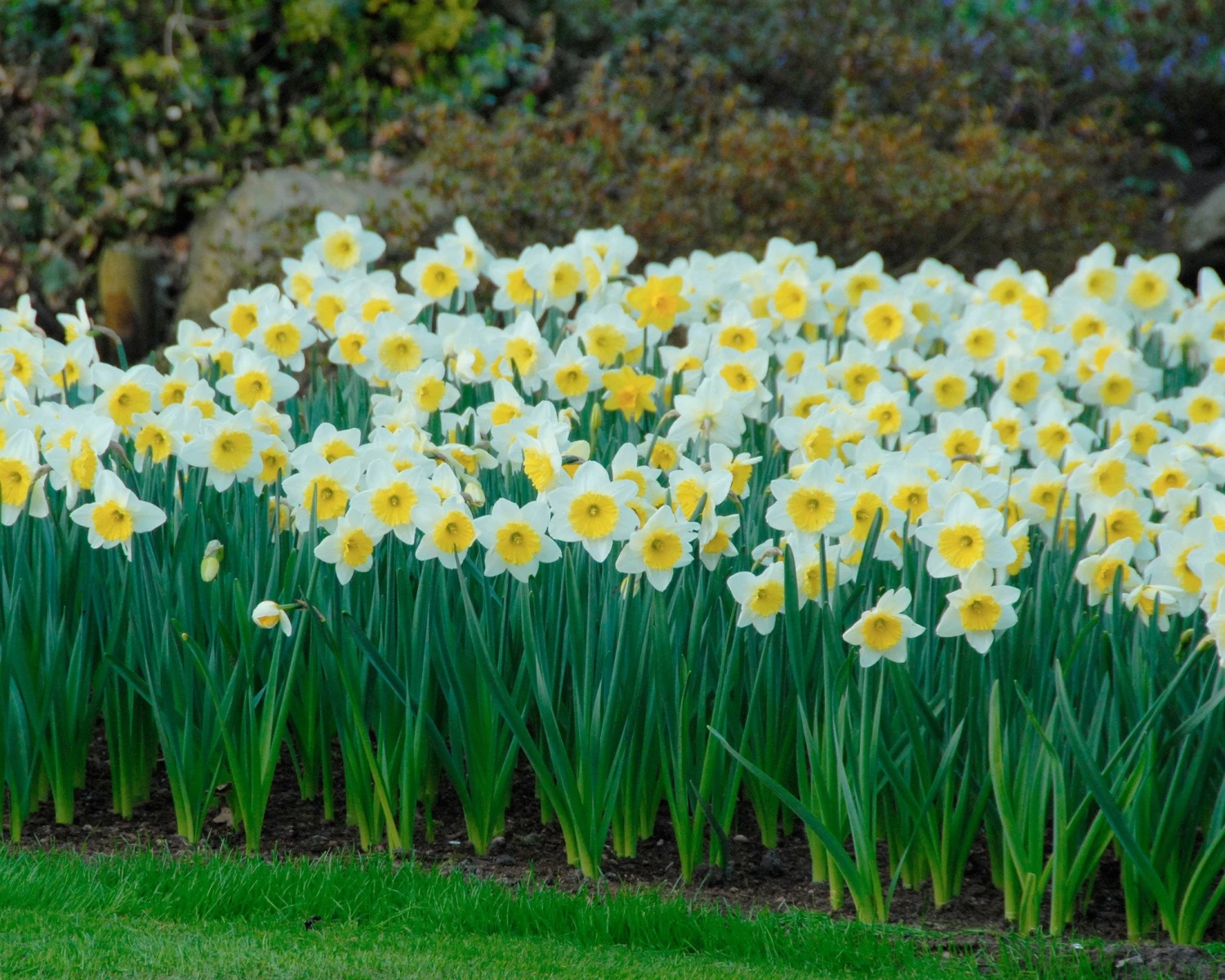 Narcissus 'Ice Follies' 7 Narcissus 'Ice Follies' - Image 5