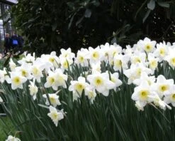 Narcissus 'Ice Follies' 17 Narcissus 'Ice Follies' -Flowers Sales Store narcissus ice follies 6