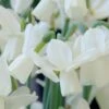 Narcissus 'Ice Wings' -Flowers Sales Store narcissus ice wings 0
