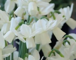 Narcissus 'Ice Wings' 9 Narcissus 'Ice Wings' -Flowers Sales Store narcissus ice wings 3