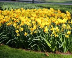 Narcissus 'Jetfire' -Flowers Sales Store narcissus jetfire 3 8ac71bee b772 4a84 bc02 7a140a114db5