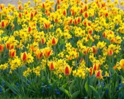 Narcissus 'Jetfire' -Flowers Sales Store narcissus jetfire 5