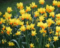 Narcissus 'Jetfire' -Flowers Sales Store narcissus jetfire 5 6cacae2c e10e 46a6 97ba 83d6397954a2