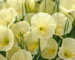 Narcissus 'Julia Jane' -Flowers Sales Store narcissus julia jane 1