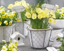 Narcissus 'Julia Jane' -Flowers Sales Store narcissus julia jane 11