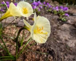 Narcissus 'Julia Jane' -Flowers Sales Store narcissus julia jane 7