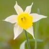 Narcissus Lobularis -Flowers Sales Store narcissus lobularis 0