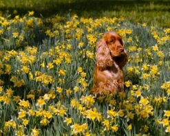 Narcissus Lobularis -Flowers Sales Store narcissus lobularis 1