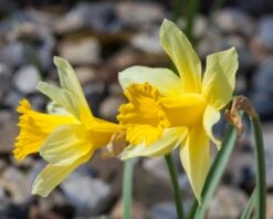 Narcissus Lobularis -Flowers Sales Store narcissus lobularis 2