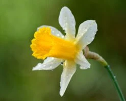 Narcissus Lobularis -Flowers Sales Store narcissus lobularis 5