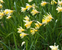 Narcissus Lobularis -Flowers Sales Store narcissus lobularis 8