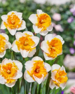 Narcissus 'Love Call' -Flowers Sales Store narcissus love call 4