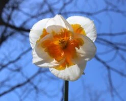 Narcissus 'Love Call' -Flowers Sales Store narcissus love call 6