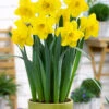 Narcissus 'Lucky Number' -Flowers Sales Store narcissus lucky number 3