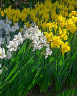 Narcissus 'Lucky Number' 15 Narcissus 'Lucky Number' -Flowers Sales Store narcissus lucky number 4