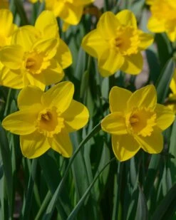 Narcissus 'Lucky Number' 14 Narcissus 'Lucky Number' -Flowers Sales Store narcissus lucky number 6