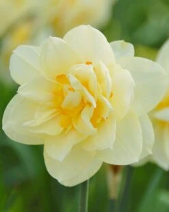 Narcissus 'Manly'