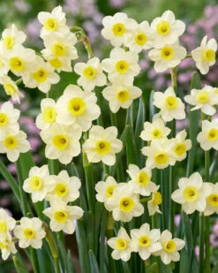 Narcissus 'Minnow' 12 Narcissus 'Minnow' -Flowers Sales Store narcissus minnow 0