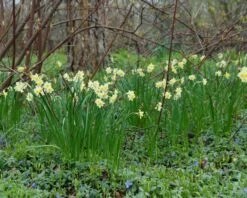 Narcissus 'Minnow' 11 Narcissus 'Minnow' -Flowers Sales Store narcissus minnow 3