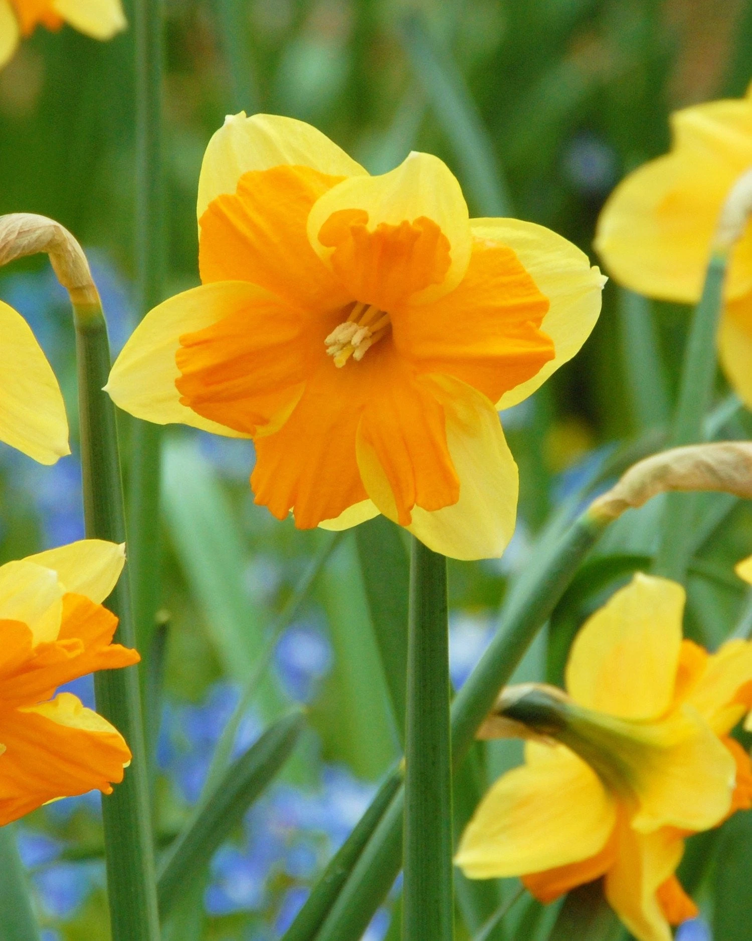 Narcissus 'Mondragon' 3 Narcissus 'Mondragon'