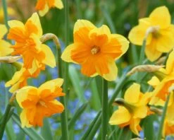 Narcissus 'Mondragon' 12 Narcissus 'Mondragon' -Flowers Sales Store narcissus mondragon 3