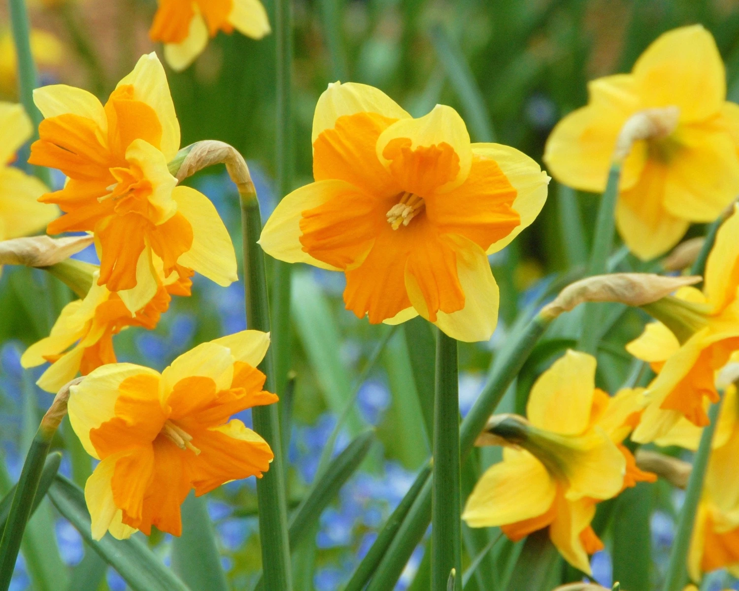 Narcissus 'Mondragon' 7 Narcissus 'Mondragon' - Image 5