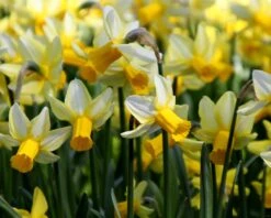 Narcissus 'Mother Duck' -Flowers Sales Store narcissus mother duck 3
