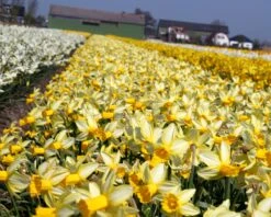 Narcissus 'Mother Duck' -Flowers Sales Store narcissus mother duck 6