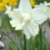 Narcissus 'Mount Hood' -Flowers Sales Store narcissus mount hood 00