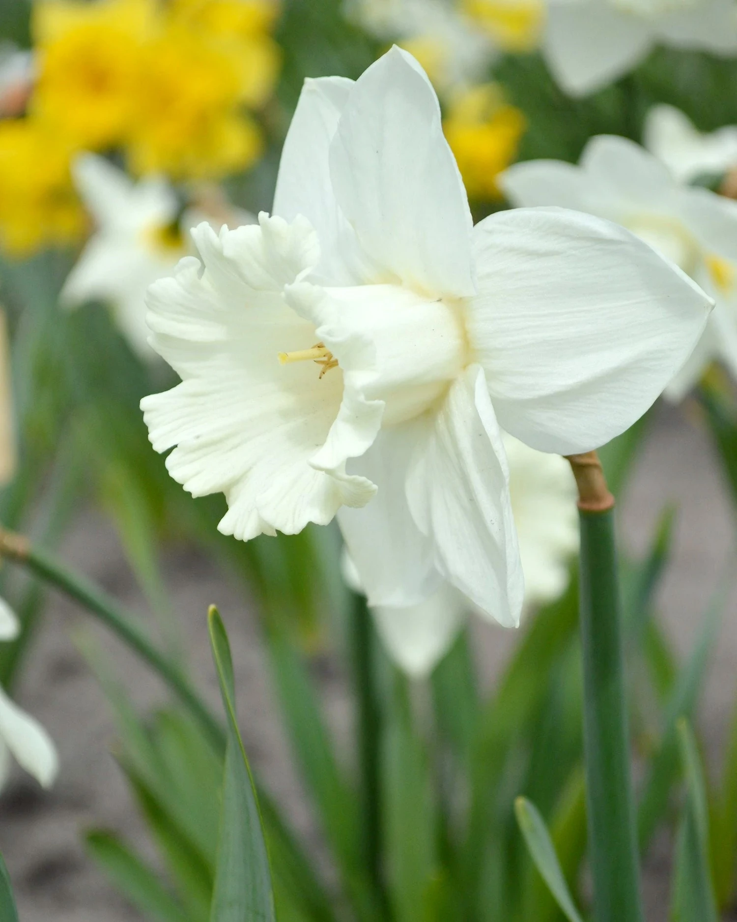 Narcissus 'Mount Hood' 3 Narcissus 'Mount Hood'