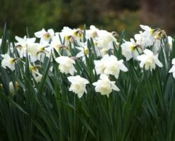 Narcissus 'Mount Hood' 15 Narcissus 'Mount Hood' -Flowers Sales Store narcissus mount hood 12
