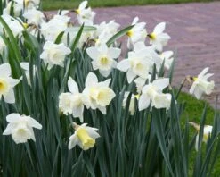 Narcissus 'Mount Hood' 16 Narcissus 'Mount Hood' -Flowers Sales Store narcissus mount hood 15