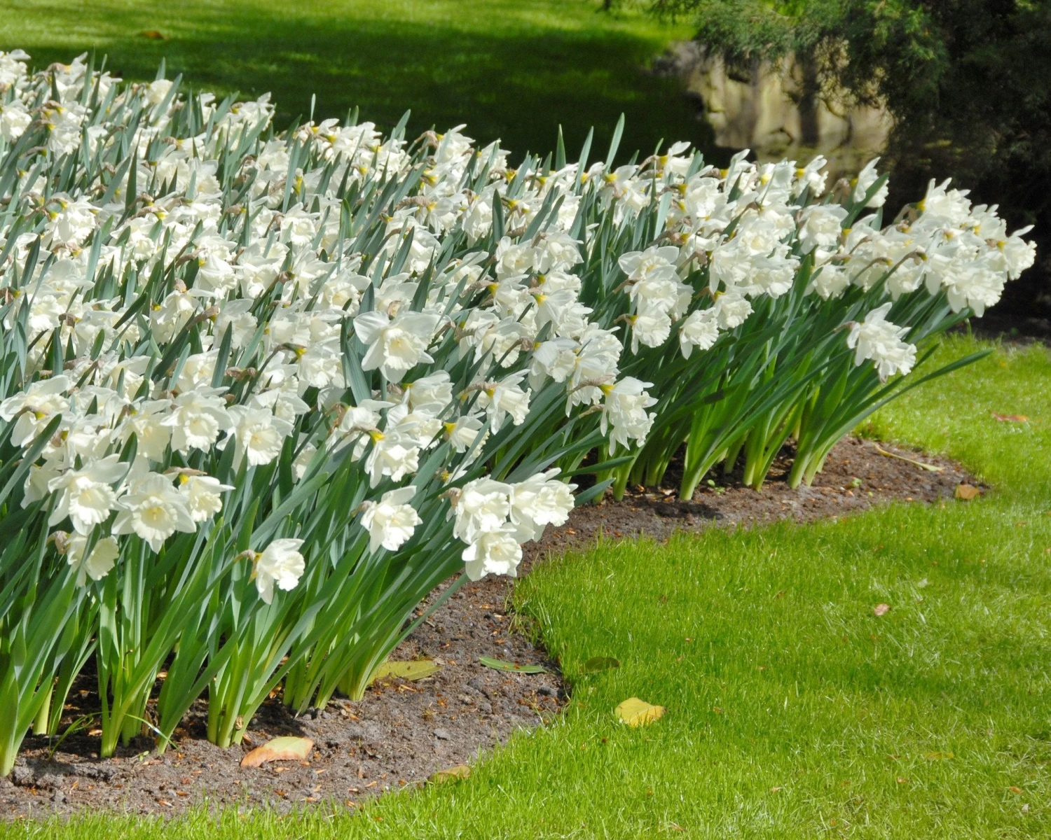 Narcissus 'Mount Hood' 4 Narcissus 'Mount Hood' - Image 2