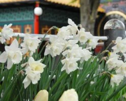 Narcissus 'Mount Hood' 17 Narcissus 'Mount Hood' -Flowers Sales Store narcissus mount hood 5