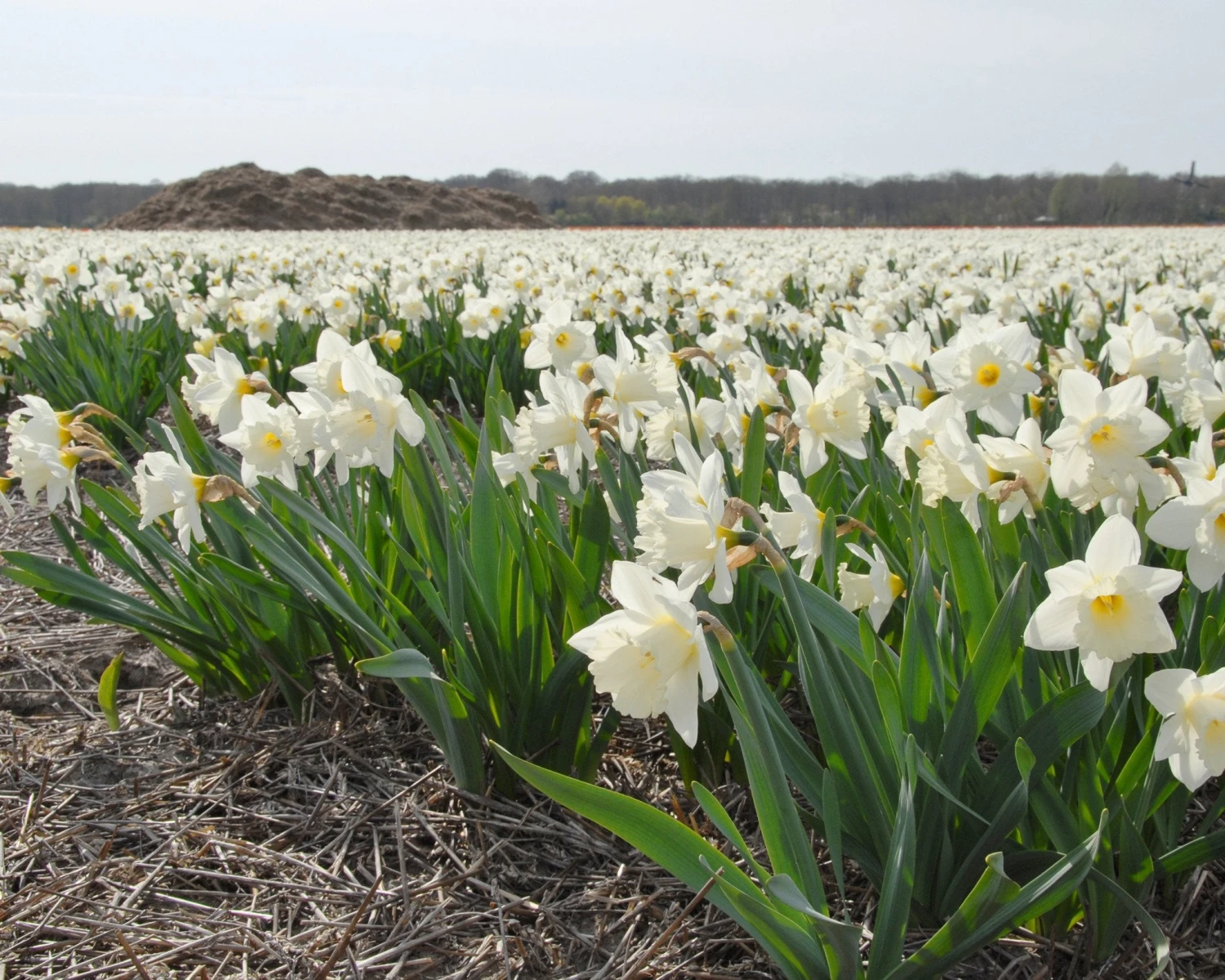Narcissus 'Mount Hood' 10 Narcissus 'Mount Hood' - Image 8