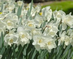 Narcissus 'Mount Hood' 20 Narcissus 'Mount Hood' -Flowers Sales Store narcissus mount hood 8