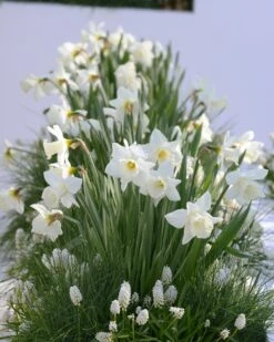 Narcissus 'Mount Hood' 21 Narcissus 'Mount Hood' -Flowers Sales Store narcissus mount hood 9