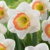 Narcissus 'Night Cap' -Flowers Sales Store narcissus night cap 1