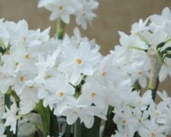 Narcissus Tazetta 'Paperwhite' -Flowers Sales Store narcissus paperwhite 2