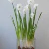 Narcissus Tazetta 'Paperwhite' -Flowers Sales Store narcissus paperwhite 6
