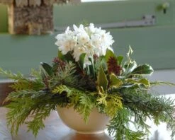 Narcissus Tazetta 'Paperwhite' -Flowers Sales Store narcissus paperwhite 7