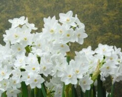 Narcissus Tazetta 'Inbal' 13 Narcissus Tazetta 'Inbal' -Flowers Sales Store narcissus paperwhite inbal 1