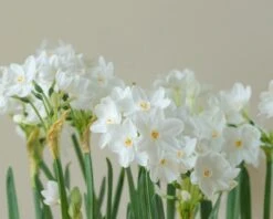 Narcissus Tazetta 'Inbal' 14 Narcissus Tazetta 'Inbal' -Flowers Sales Store narcissus paperwhite inbal 2