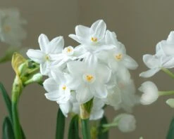 Narcissus Tazetta 'Inbal' 15 Narcissus Tazetta 'Inbal' -Flowers Sales Store narcissus paperwhite inbal 3