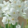 Narcissus Tazetta 'Inbal'