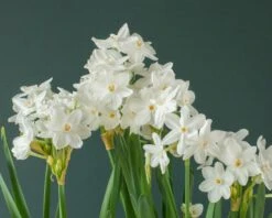 Narcissus Tazetta 'Inbal' 16 Narcissus Tazetta 'Inbal' -Flowers Sales Store narcissus paperwhite inbal 5
