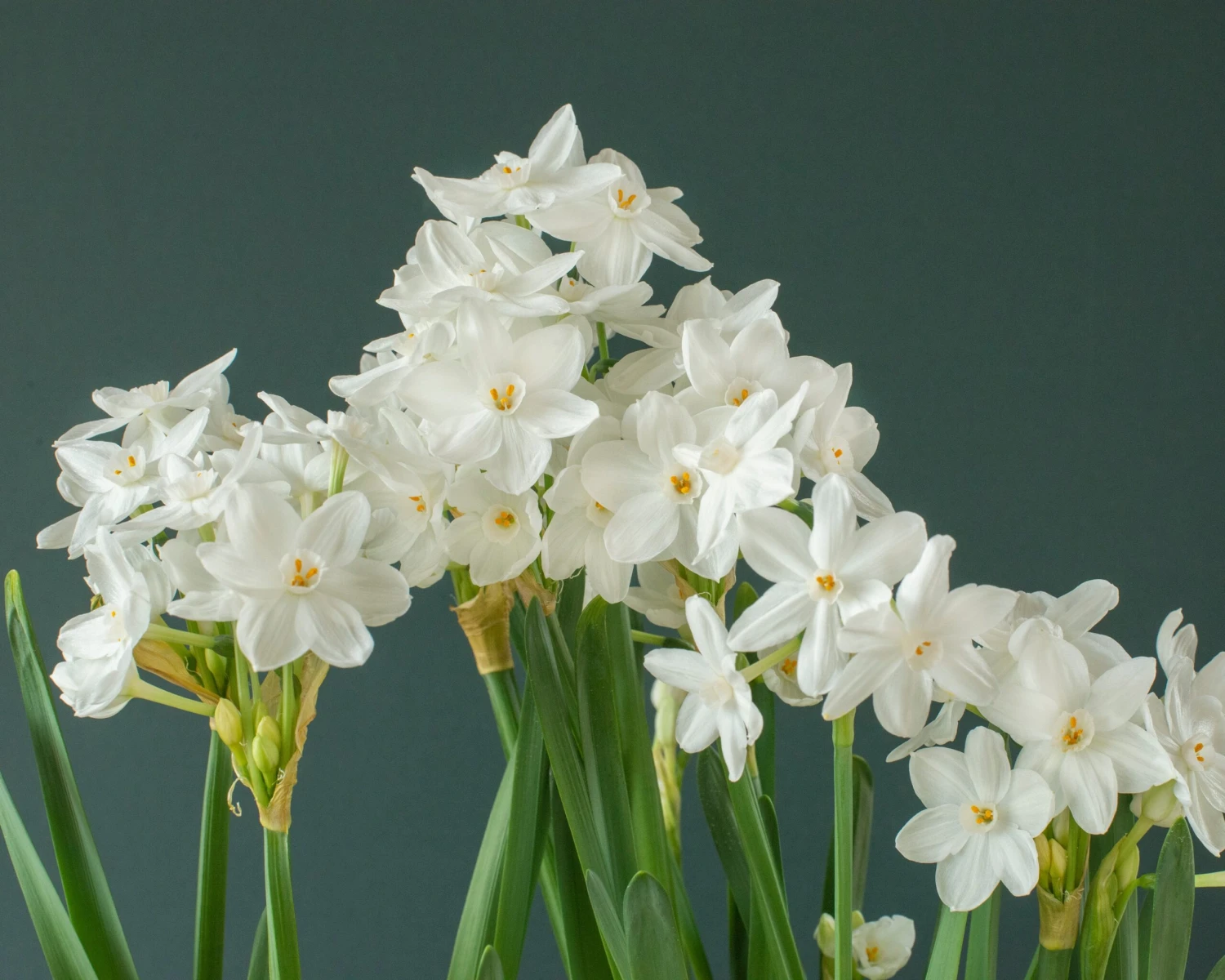 Narcissus Tazetta 'Inbal' 8 Narcissus Tazetta 'Inbal' - Image 6