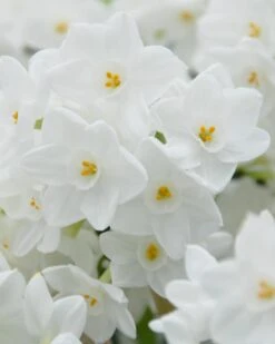Narcissus Tazetta 'Inbal' 17 Narcissus Tazetta 'Inbal' -Flowers Sales Store narcissus paperwhite inbal 6