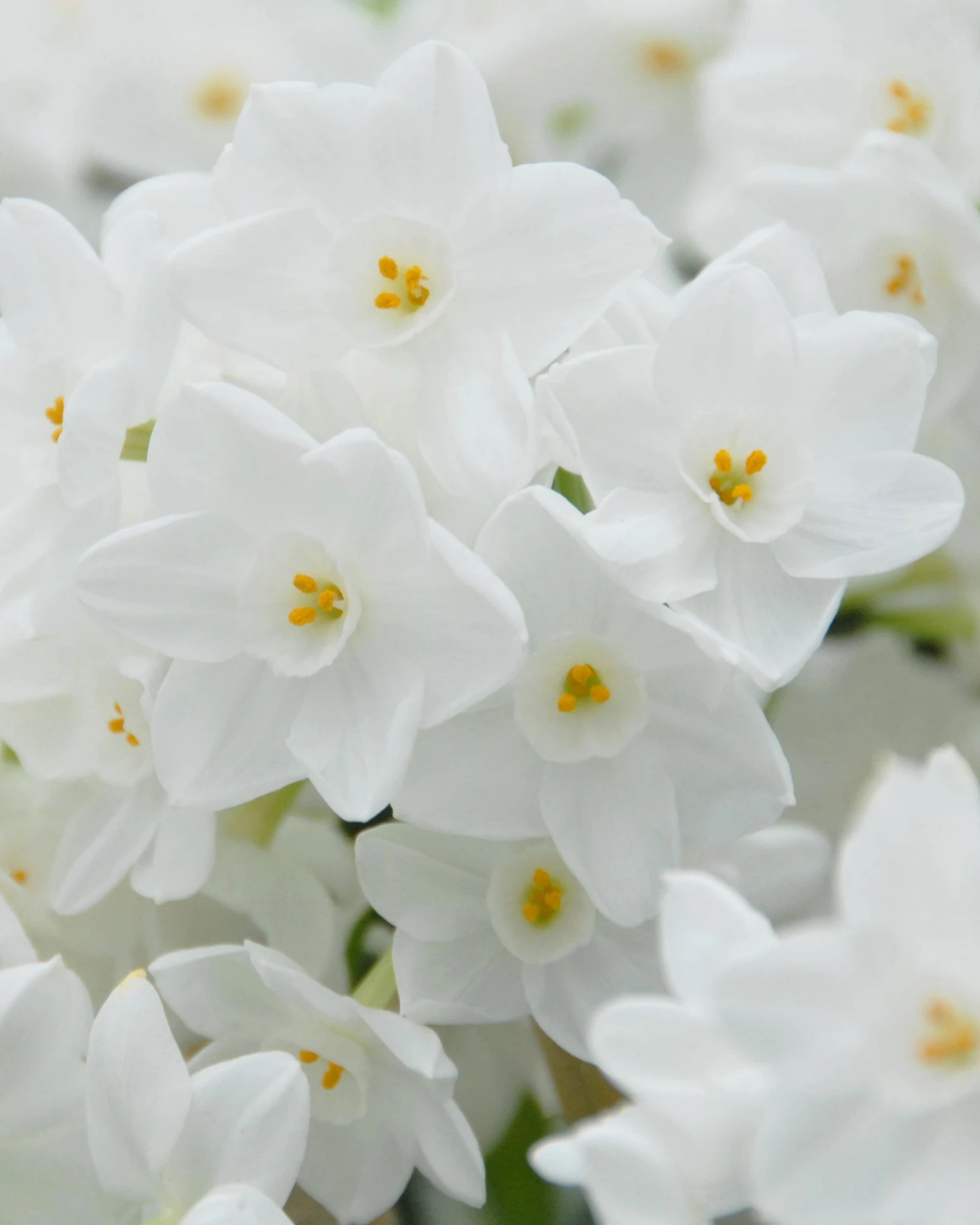 Narcissus Tazetta 'Inbal' 9 Narcissus Tazetta 'Inbal' - Image 7